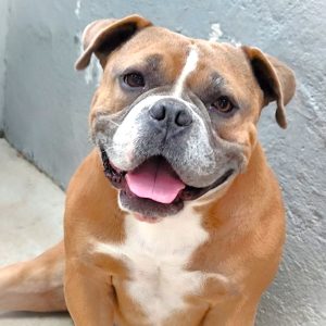 ADopta a Sugar