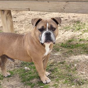 ADopta a Sugar