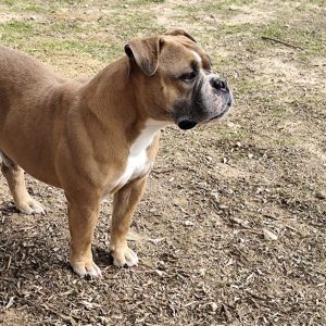 Adopta a Sugar