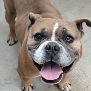 ADopta a Sugar