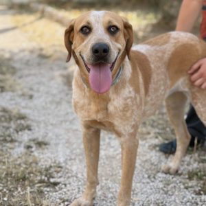 Adopta a Vega