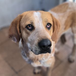 Adopta a VEga